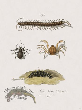 47 New Holland Caffowary